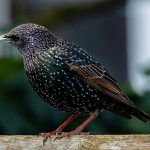Starling Bank Introduit une Fonction de Partage de Factures pour Adolescents : Une Nouvelle Ère pour la Banque Digitale
