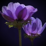 Brighte Introduit le Paiement en Plusieurs Fois pour les Systèmes d’Irrigation Intelligents