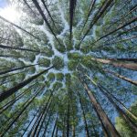 Canopy Teen Community Support: Une Perspective Globale sur l’Autonomisation des Adolescents