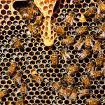 APIs : Pionniers des tests de bac à sable réglementaire dans le secteur financier