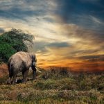 Pachyderm Ajoute la Traçabilité des Données pour la Conformité dans les Pipelines d’IA