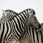 Le RGPD Redéfinit les Stratégies de Conservation des Données des Fintechs