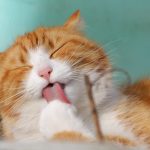 Tabby Lance des Microcrédits BNPL pour Startups