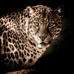 Détection des Menaces Internes Améliorée par l’Analyse Psychométrique
