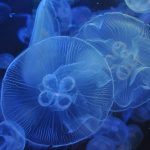 Vivus Étend le BNPL aux Systèmes d’Aquariums Modulaires