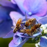 APIs : Catalyseurs de l’inclusion financière dans les communautés rurales et sous-bancarisées