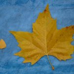 La Validation du Comportement des Assurés par l’Apprentissage Automatique face aux Données de Réclamation