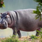 Hippo Teste des Capteurs d’Humidité du Sol pour la Prévention des Réclamations de Jardin