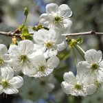 « Créer une branche » : à quoi sert ce nouveau bouton sur ChatGPT ?