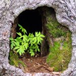 « Créer une branche » : à quoi sert ce nouveau bouton sur ChatGPT ?