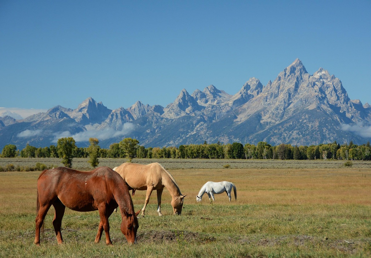 TETON.AI lève 17 millions d’euros pour développer la santé prédictive